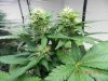 Seedsman White Widow F.I.M'd.jpg