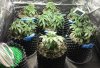 NEW GROW IN 4x4.jpg