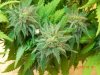 Dinafem Blue Widow Budsites Beneathe The Nug I Cut.jpg