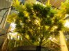 Dinafem Blue Widow From Under The Canopy.jpg