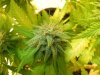 Dinafem Blue Widow Lover Budsite 2.jpg