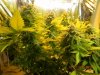 Dinafem Blue Widow Side View 2.jpg