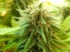 Dinafem Blue Widow Upper Budsite 4.jpg