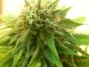 Dinafem Blue Widow Upper Budsite 5.jpg