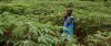 Kenya-cassava-wide-landscape.jpg