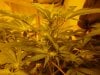 Blue Widow female day12.jpg