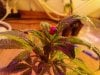 Lady Bug on a Royal Queen Critical Clone. 02-28.jpg