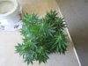 grow flower day 22 003.jpg