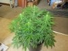 grow flower day 22 004.jpg