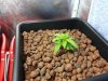 Day20 Plant A_4.jpg