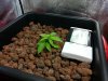 Day20 Plant B_3.jpg