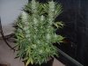 week 6 flowering 002.jpg