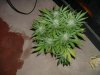 week 6 flowering 007.jpg