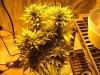 week 6 flowering 006.jpg