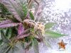 purplebudwatermarked - Copy.jpg