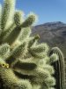 Aravapia Canyon Wilderness, AZ 045.jpg