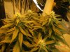 Delicious Seeds Critical Jack Colas.jpg