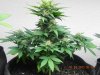 Seedsman White Widow  #1-3.jpg