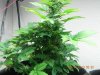 Seedsman White Widow  #2-2.jpg