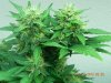 Seedsman White Widow #1-5.jpg