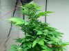 Seedsman White Widow #2-4.jpg