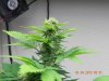 Seedsman White Widow #2.jpg