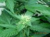 Seedsman White Widow #3 Budsite.jpg