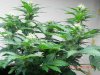 Seedsman White Widow #3-2.jpg