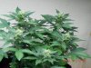 Seedsman White Widow #3.jpg