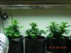 Seedsman White Widow 3 Different Growtactics.jpg