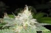 DankSinatra_Day42-2.jpg