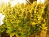 Seedman White Widow(Near Harvest)Under HPS.jpg