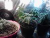 Belladona far left in colorfull container, Skunk #1's in front, Purple Voodoo's.jpg