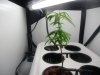 Day 1 & 1st Plant.  Blue Dream In Cloning Chamber.JPG