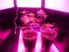 Blueberry Kush 7 plants.JPG