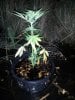 stealthassassin-565063-albums-my-auto-assassin-picture2560417-outdoor-stealth-grow-swamp-lol.jpg