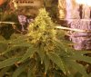 day 91 bud 1.jpg