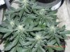 Seedsman White Widow(Topped).jpg