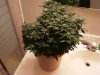 2 week flower 4.jpg