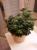 2 week flower 6.jpg