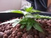 Day28 Plant B_1.jpg