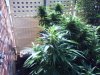 outdoor flowering.jpg