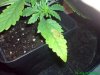 19 Days Plant 1 Leaf 2.jpg