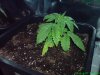 20 Days - Plant 1.jpg