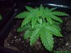 20 Days - Plant 2.jpg