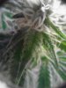 Trichs on Royal Queen. 03-11.jpg