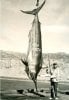 100-1210biggest_AT-Black-Marlin.jpg