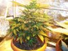 Herb Man Week 1 Flowering 005.jpg