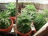 Herb Man Week 1 Flowering 007.jpg