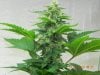 Seedsman White Widow(Allowed Apical Dominace) Main Cola Under T5HO.jpg